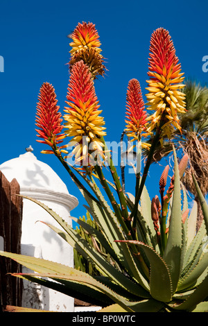 Rote heiße Poker Pflanze, Puerto De La Cruz, Teneriffa, Kanarische Inseln, Spanien. Stockfoto