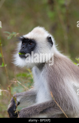 Food For Thought - A Gray Languren (Semnopithecus Hypoleucos). Stockfoto