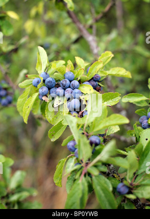 Schlehe Beeren auf einem Busch, UK. Stockfoto