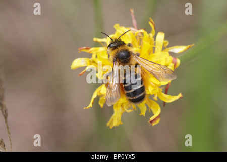 Dasypoda Hirtipes, Fütterung auf eine Blume. Dies ist ein behaarten Beinen Mining Bee, spezialisiert auf Asteraceae Stockfoto
