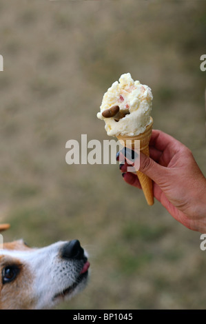 Eis für Hunde, hergestellt von Sojamilch, geschnürt mit Leckereien und beendete mit einem knackigen Hunde Biskuit Knochen Stockfoto