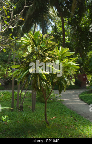 Dieffenbachia auf Madives Stockfoto