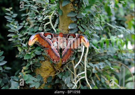 Atlas Moth am Baum Stockfoto