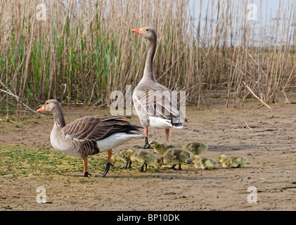 Graugans Gans (Anser Anser) Eltern und mehrere Gänsel laufen auf Schlamm, Cley Norfolk, East Anglia, England, UK, Europa Stockfoto