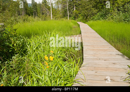 Skunk Cabbage Boardwalk Trail, Mount Revelstoke National Park, Britisch-Kolumbien, Kanada Stockfoto