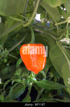 Habanero Chili Pflanze mit Pfeffer Stockfoto