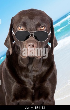 Schuss einen sehr Cool Chocolate Labrador in Pilotenbrille am Strand Stockfoto