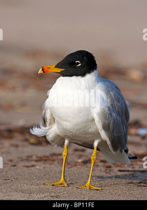 großen Lachmöwe oder Pallas die Möwe (Ichthyaetus Ichthyaetus) Erwachsene im Sommer Gefieder, stehend auf einem Strand Goa, Indien, Asien Stockfoto