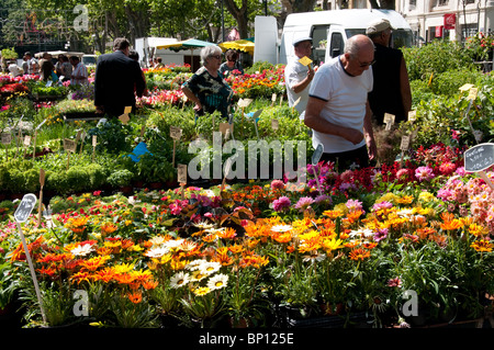 Beziers Blumenmarkt, Allee-Paul Riquet, Languedoc, Frankreich Stockfoto