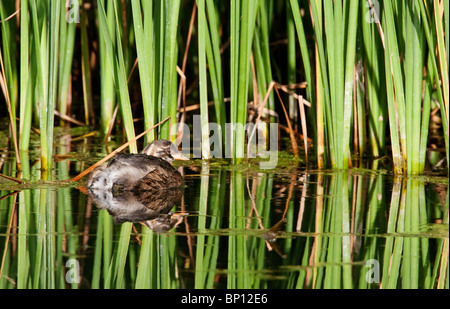 Zwergtaucher (Tachybaptus Ruficollis) Dabchick schwimmen auf dem Wasser mit Reflexion, Cley, Norfolk, England East Anglia, Großbritannien, Europa Stockfoto