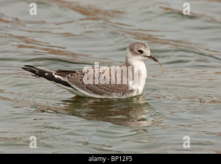 Sabine die Möwe (Xema Sabini) juvenile Vögel ernähren sich von Seenadeln, Schwimmen im Meer, Cley, Norfolk, East Anglia, England, Europa Stockfoto