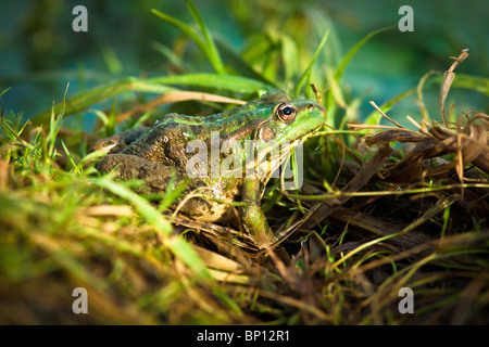 Der Frosch-See liegt am Ufer des Wasserbeckens. Stockfoto