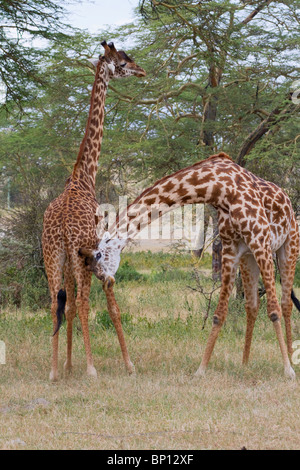 Masai Giraffen spielen Kampf, Zentralkenia. Stockfoto