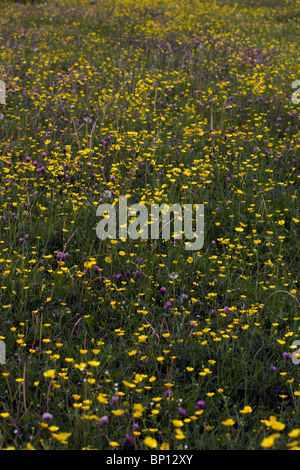 Butterblumen und Rotklee in einem Feld in der Nähe von Chatsworth im Sommer Derbyshire England Stockfoto