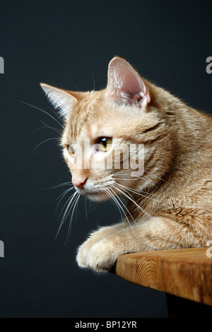 Porträt einer Katze Stockfoto