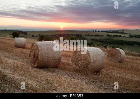 Heuballen in einem Feld auf der South Downs im Ditchling Beacon Stockfoto