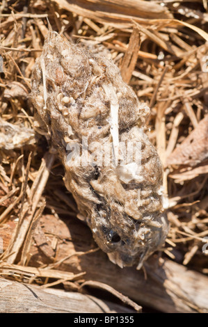 Rot - angebundener Falke, Buteo Jamaicensis regurgitated Pellet, Minnesota, USA Stockfoto