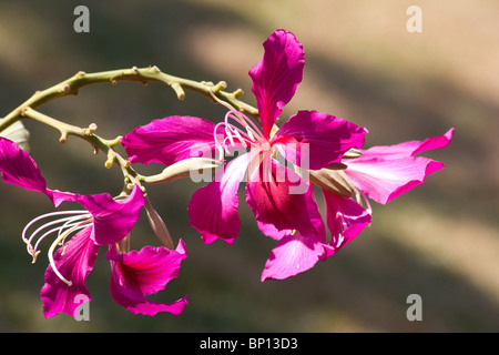 Nahaufnahme der Orchidee Baum Blume Stockfoto