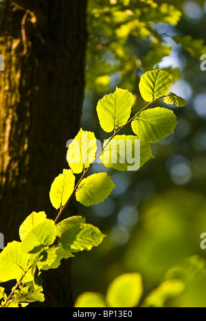Der Zweig der Hainbuche Baum mit grünen Blättern Stockfoto