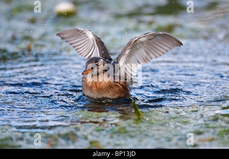 Zwergtaucher (Tachybaptus Ruficollis) Dabchick schwimmen auf dem Wasser mit Flügel ausgestreckt, Cley, Norfolk, England East Anglia, Großbritannien Stockfoto