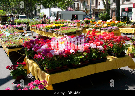 Beziers Blumenmarkt, Allee-Paul Riquet, Languedoc, Frankreich Stockfoto
