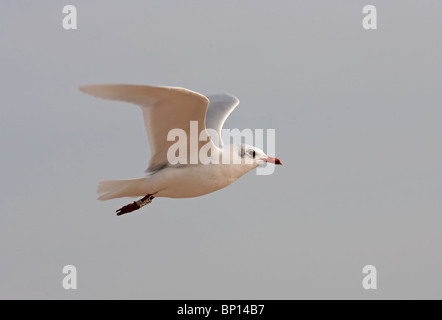 Mediterrane Möwe (Larus Melanocephalus) einziger Vogel im Winterkleid im Flug, Great Yarmouth, Norfolk, East Anglia UK Stockfoto