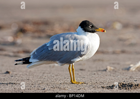 großen Lachmöwe oder Pallas die Möwe (Ichthyaetus Ichthyaetus) Erwachsene im Sommer Gefieder, stehend auf einem Strand von Goa, Indien Stockfoto