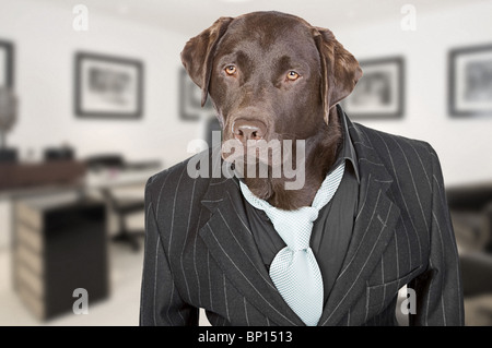 Schuss von Chocolate Labrador in Nadelstreifen Anzug vor Office-Hintergrund Stockfoto