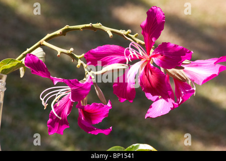 Nahaufnahme der Orchidee Baum Blume Stockfoto