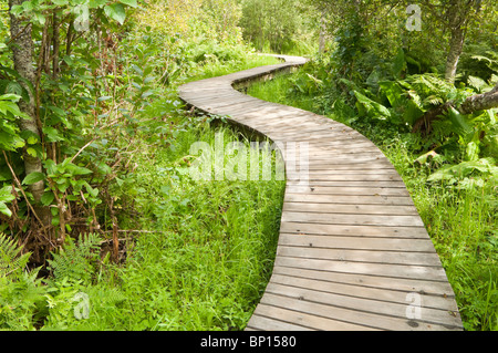 Skunk Cabbage Boardwalk Trail, Mount Revelstoke National Park, Britisch-Kolumbien, Kanada Stockfoto