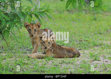 Löwenbabys, Selous Stockfoto