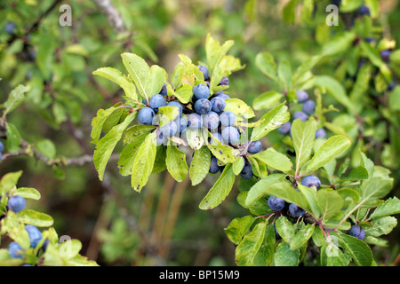 Schlehe Beeren auf einem Busch, UK. Stockfoto
