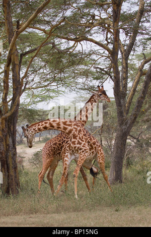 Masai Giraffen spielen Kampf, Zentralkenia. Stockfoto