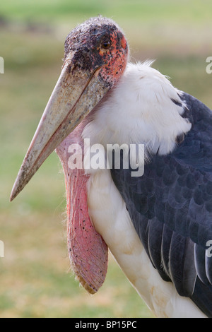 Marabou Stork (Leptoptilos crumeniferus) Porträt, Zentralkenia Stockfoto