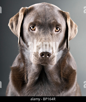 Schuss von einem schönen Schokolade Labrador vor grauem Hintergrund Stockfoto