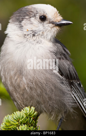 Graue Jay, Whiskey Jack, Whiskeyjack, Perisoreus Canadensis, Mount Revelstoke National Park, Britisch-Kolumbien, Kanada Stockfoto
