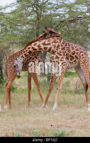 Masai Giraffen spielen Kampf, Zentralkenia. Stockfoto