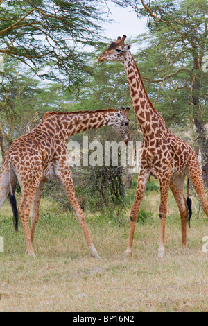 Masai Giraffen spielen Kampf, Zentralkenia. Stockfoto