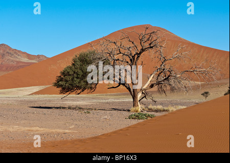 Sanddünen und Akazien im Sossusvlei in Namibia Naukluft Park Stockfoto