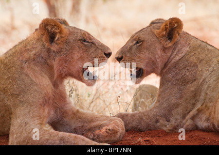 Zwei afrikanische Löweninnen (Panthera Leo), die sich an einem heißen, sonnigen Tag in der Savanne im Tsavo East National Park, Kenia, im Schatten entspannen. Stockfoto