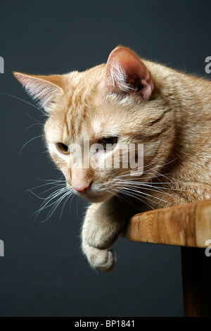 Porträt einer Katze Stockfoto