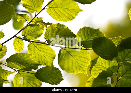 Der Zweig der Hainbuche Baum mit grünen Blättern Stockfoto