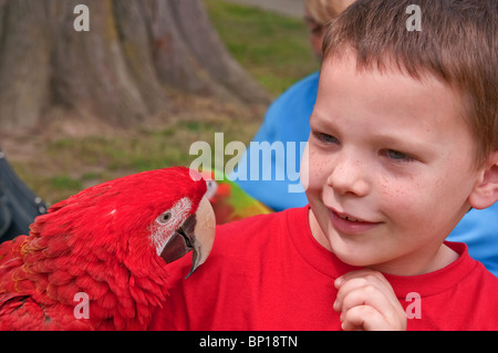 Dieser niedliche 6-jähriger Junge mit Sommersprossen hält eine rot scarlet Ara Papagei auf seinem Arm und lächelnd auf den Vogel. Stockfoto