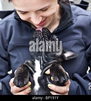 Französische Bulldogge Welpe leckt seine Besitzer Gesicht Stockfoto