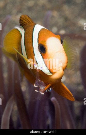 Anemone Garnelen auf Clarks Anemonenfische, Periclimenes SP., Amphiprion Clarkii, Lembeh Strait, Sulawesi, Indonesien Stockfoto
