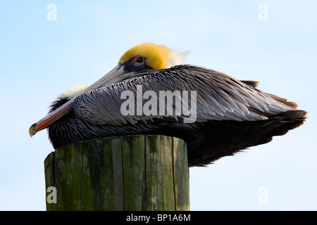 Brauner Pelikan (Pelecanus Occidentalis) Stockfoto