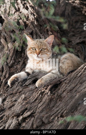 Afrikanische Wildkatze, Felis Lybica, Kgalagadi Transfrontier Park, Südafrika Stockfoto