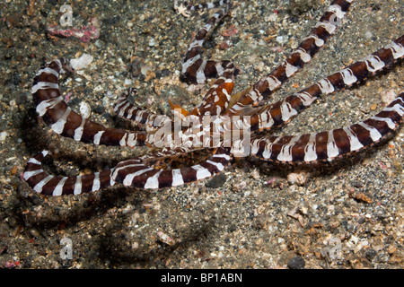 Wonderpus Tintenfisch, Wunderpus Photogenicus, Lembeh Strait, Sulawesi, Indonesien Stockfoto