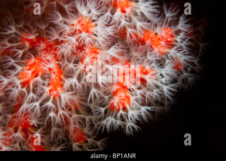 Polypen des roten kostbare Korallen, Corallium Rubrum, Cap de Creus, Costa Brava, Spanien Stockfoto