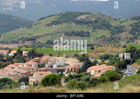 Reben & Weinberge des Rayons Bunyals Süden von Frankreich liegt am Hang in der Nähe von Banyuls Sur Mer Stockfoto